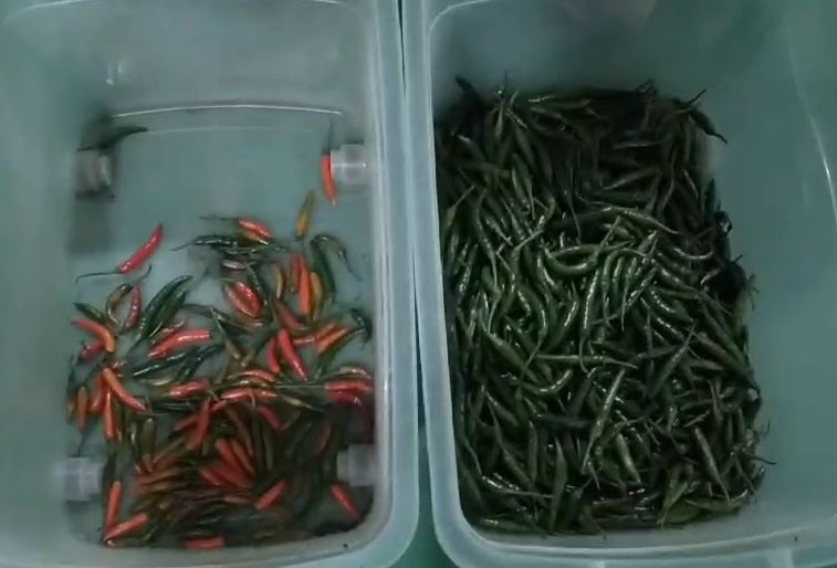 Guter Preis Optisches intelligentes Sehen Chili Sortiermaschine Mineralöl Kohle Brennstoff Farbsorter