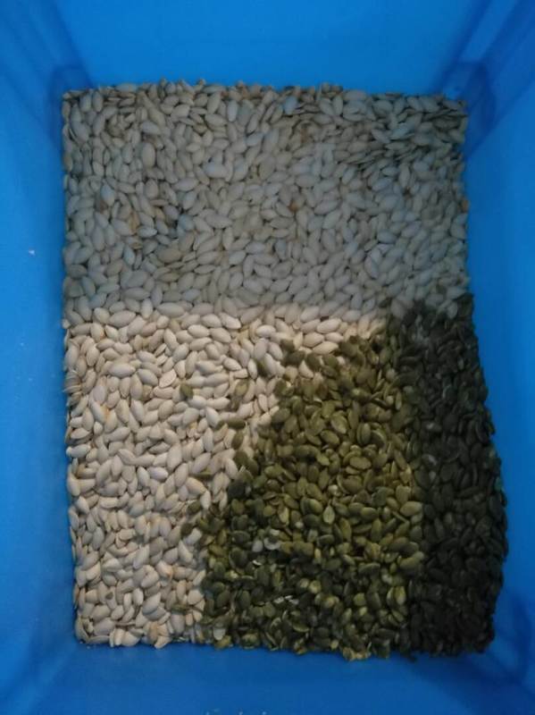 Wenyao Wifi Fernbedienung Sonnenblumen Samen Kürbis Samen Farb Sorter mit 2 Jahren Garantie und Solenoidventil für die industrielle Verarbeitung