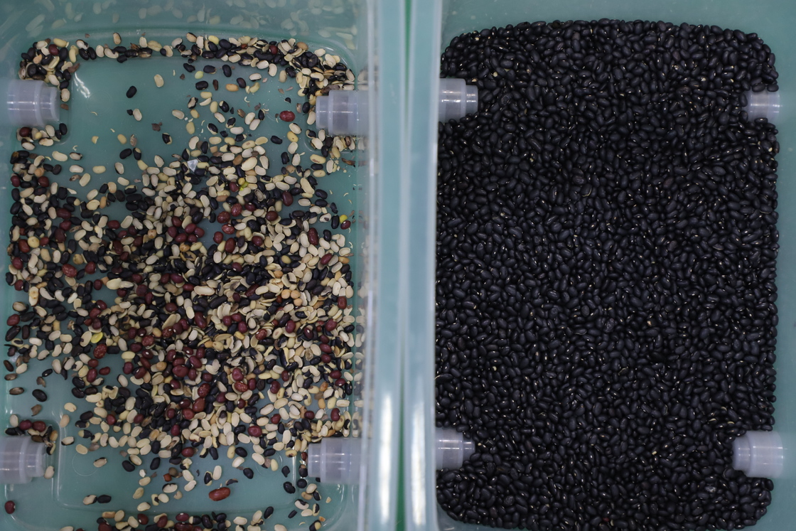 Fabrikverkauf 320 Kanäle CCD-Farbsortierer mit 99,99% Sortiergenauigkeit und 304 Edelstahlkonstruktion