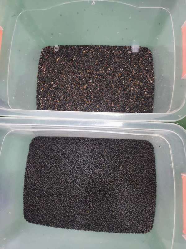 Fabrikverkauf 320 Kanäle CCD-Farbsortierer mit 99,99% Sortiergenauigkeit und 304 Edelstahlkonstruktion