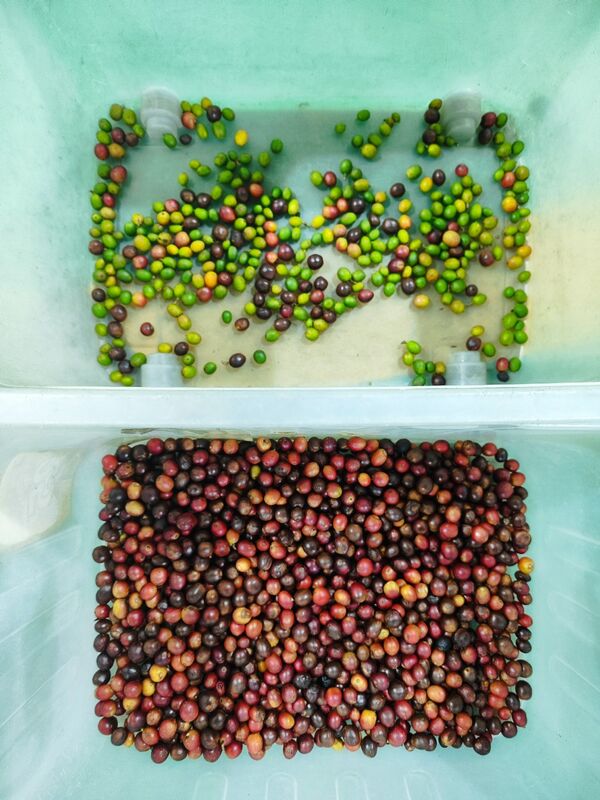 Kompakter Bandfarbsortierer mit TOSHIBA Sensor und Wifi-Fernbedienung für effizientes Fruchtsortieren