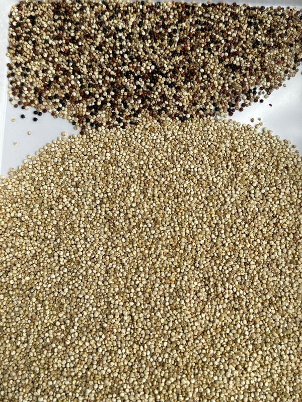 Wenyao Neues KI-Lernen Landwirtschaftsfarbseparator Quinoa Farbsorter Ausrüstung zur Reinigung von Reiskörnern Automatischer optischer Sorter