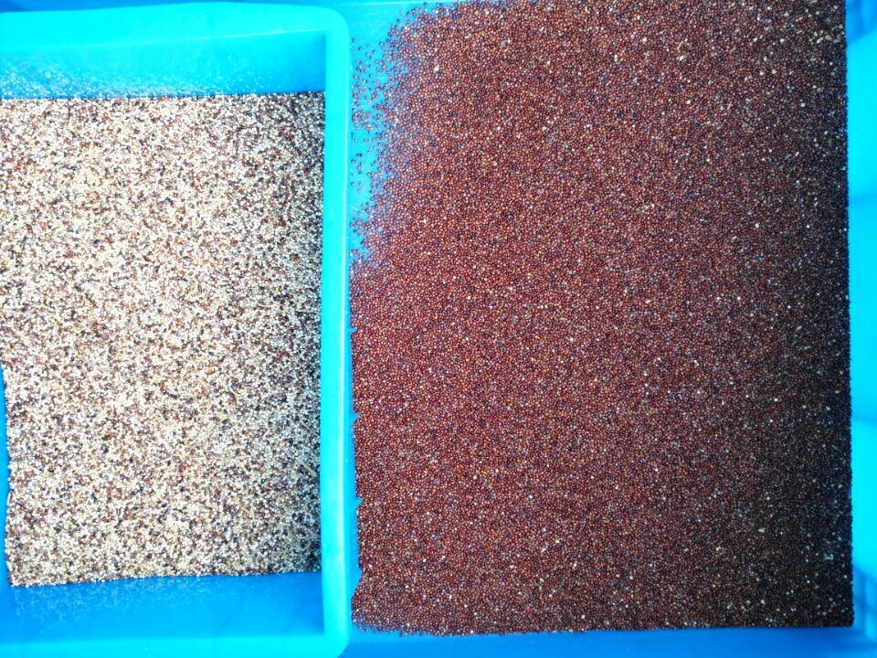 Wenyao Neues KI-Lernen Landwirtschaftsfarbseparator Quinoa Farbsorter Ausrüstung zur Reinigung von Reiskörnern Automatischer optischer Sorter