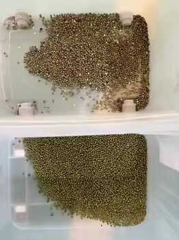 Hochleistungs-optischer Farbsortierer für Getreide mit Sortiergenauigkeit ≥99,99 % und 4-10 TPH Durchsatz