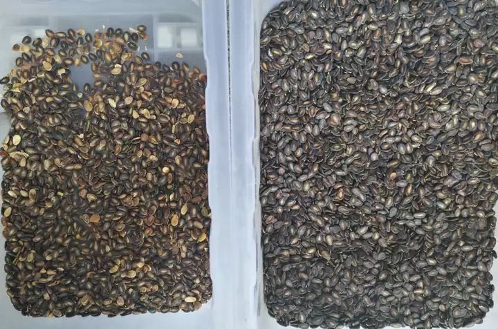CCD-Farbsortierer für Erdnüsse, Mandeln, Walnüsse. Intelligente Farbsortiermaschine mit hoher Genauigkeit