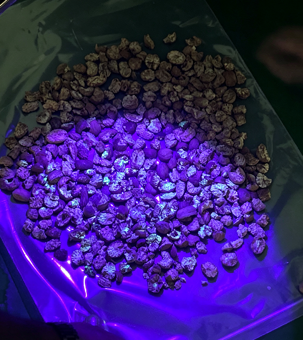 Muskatnuss-Sortiermaschine zur Entfernung von Aflatoxinpartikeln mit UV-Lichttechnologie
