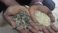 Mini Low Cost CCD Kamera Mais Farb Sorter Weizen Reis Sortiermaschine für die Landwirtschaft