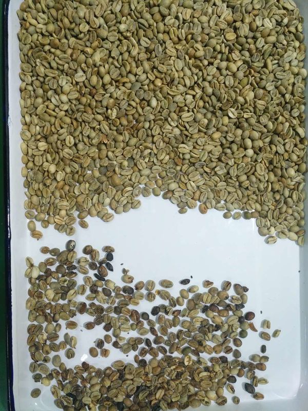 4 Rutschen 256 lenkt Kaffee-Farbsortierer-Maschine für Bohnen Wifi-Fernbedienung