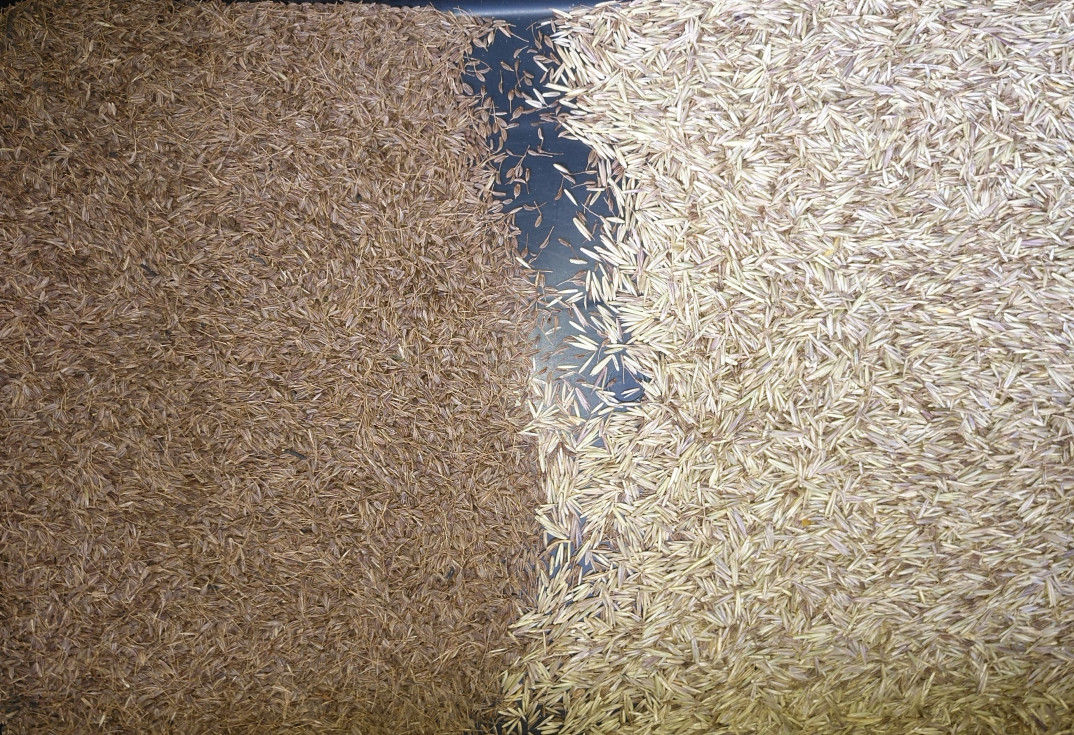 1 Pixel-Farbsortierer-Korn-Reiniger der Rutschkorn-Weizen-sortierenden Maschinen-5400