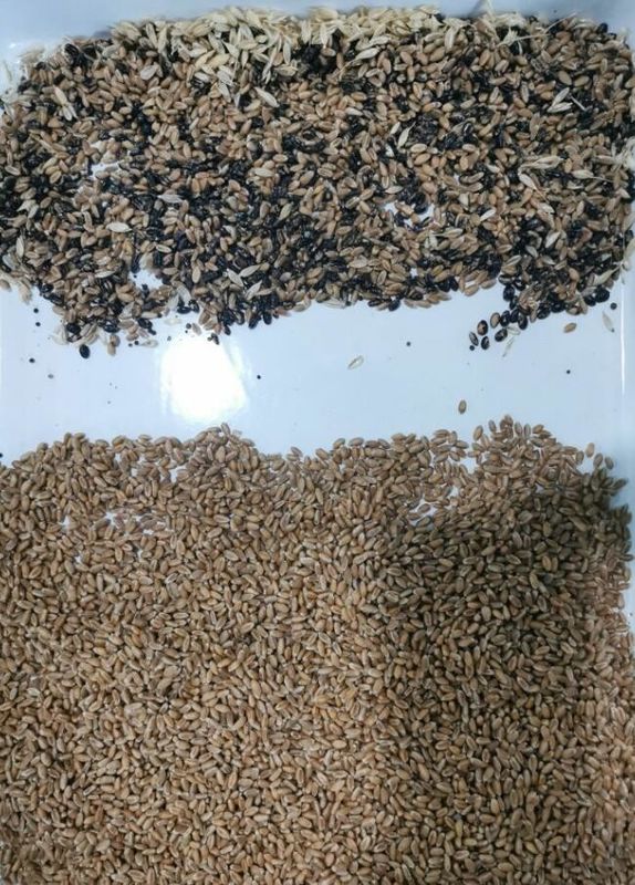 Intelligenter Buchweizen-Farbsorter Weizen Hafer Quinoa Trennmaschine 3 Schuppen 6 Kameras
