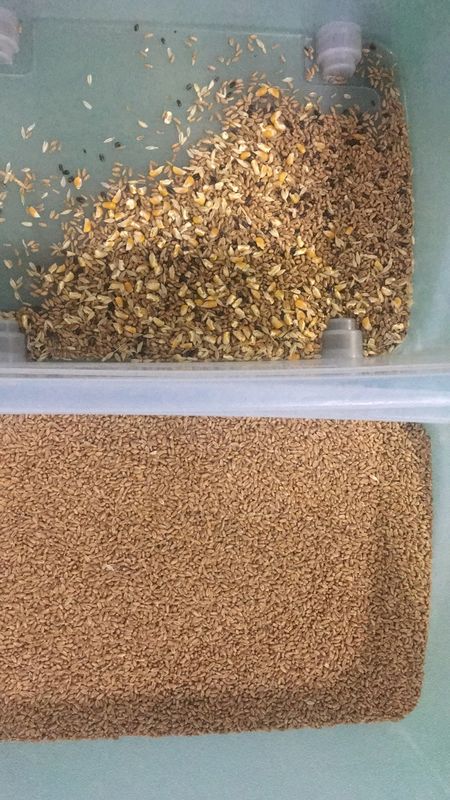 Intelligenter Buchweizen-Farbsorter Weizen Hafer Quinoa Trennmaschine 3 Schuppen 6 Kameras