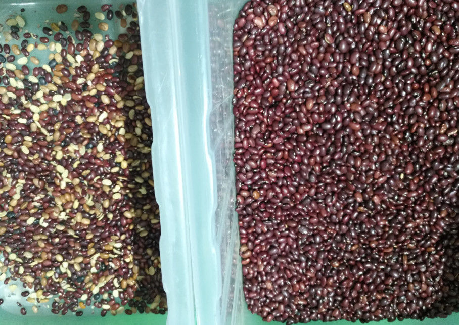 5400 Pixel Mini Beans Color Sorter, sortierende Maschine der Sojabohnen-800kg/H
