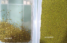 Sojabohnen-Farbsortierer Pules Sortierauswahlmaschine Grüne Bohne Schwarze Sohum-Samen Reinigungsgerät