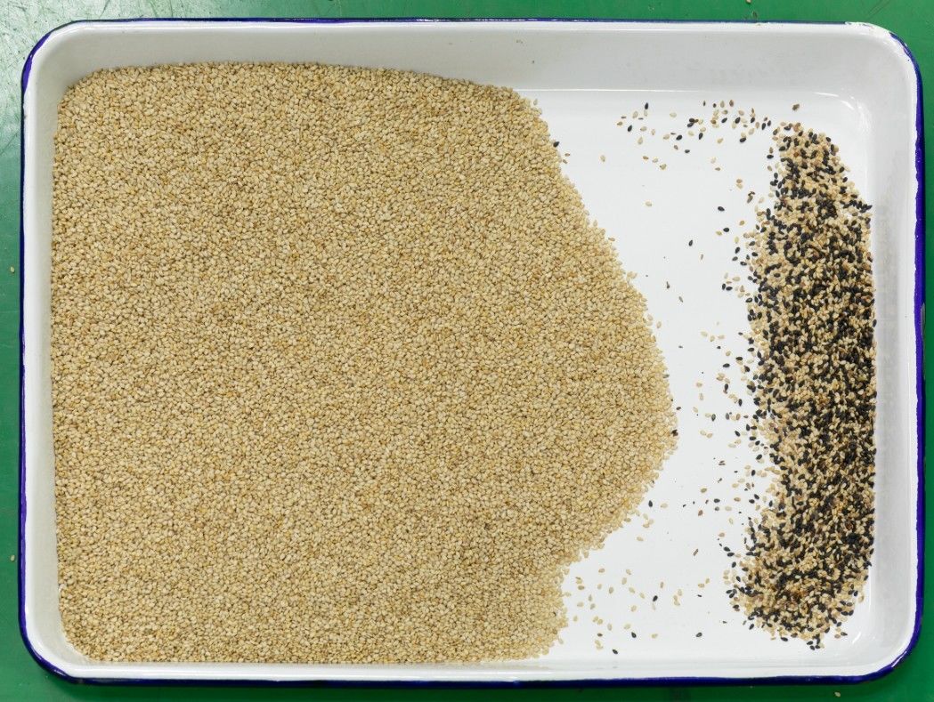 Intelligente CCD-Farbsortierer-Pfeffer-Sortiermaschine-hohe Leistungsfähigkeit