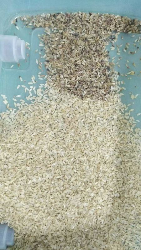 Hohe sortierende Genauigkeits-Thailand-Reis-Farbsortierer-Maschine für das Sortieren des untergeordneten Qualitäts-Reises