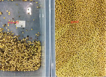 Roter Bean Processing Machine White Kidney-Farbsortierer Mung Bean Separator Machine