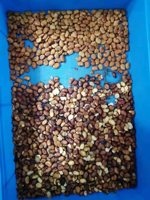 CER breite Fernbedienung Bean Color Sorter Machines WIFI mit Hochgeschwindigkeitskamera