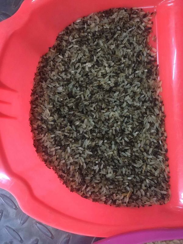 WENAYO-Multifunktionsfarbsortierer-Maschine für Reis-Korn-Bohnen-Plastik