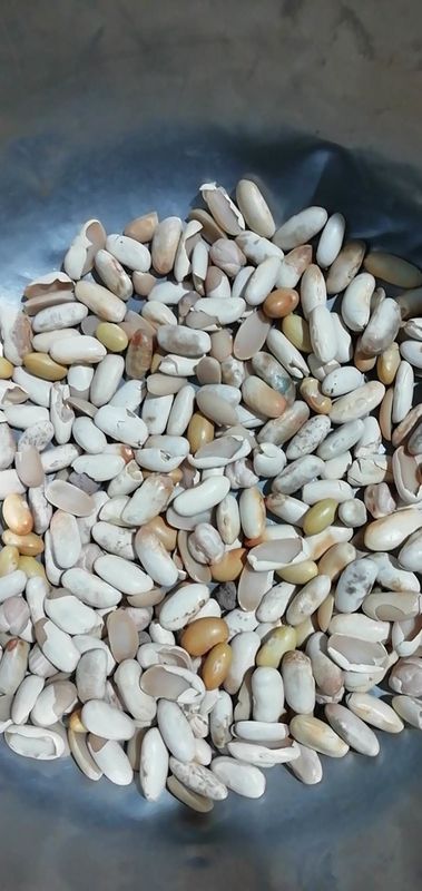 Zitronengelber Bean Color Sorter Machine automatischer Bean Color Sorter