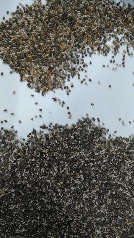 Vorwahl Chia Seed Color Sorter Machines Chia Seed Processing Machine Seed der hohen Auflösung