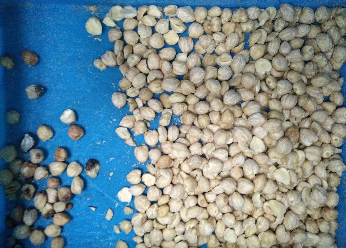 2023 Neues Design CCD-Nüsse Farbsortierer Walnuss Cashew Kokosnuss Farbtrennmaschine