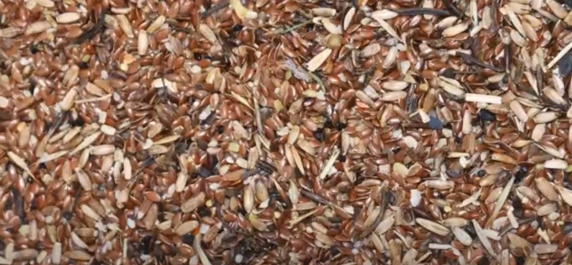Herstellerflax seed sorting-Maschinen-indischer Sesam sät Farbsortierer-landwirtschaftliche Ausrüstung