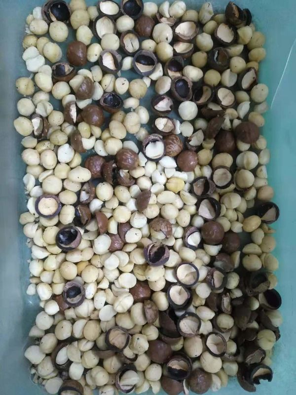 Die populärsten optischen Macadamia-Nüsse färben Sortierer für das Trennen von Nüssen und von Oberteilen