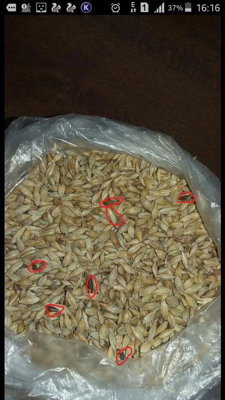 Hafer-Farbdas sortieren bearbeiten Korn-Trennungs-Maschine für die Verarbeitung von Hafern im Bauernhof maschinell