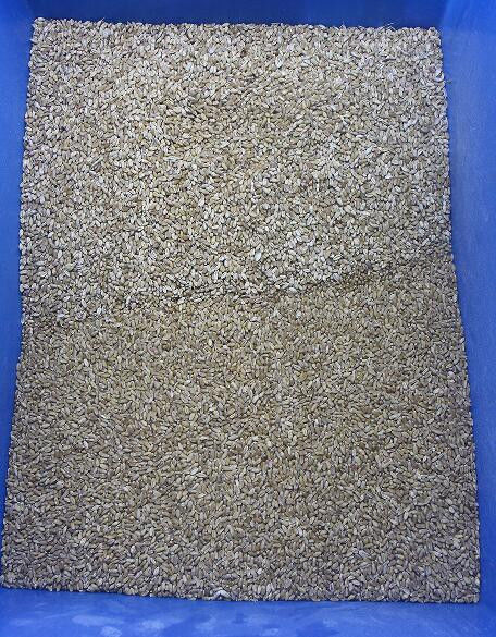 Buchweizen-Farbsortierer-Hafer-Weizen-Farbsortierer-Quinoa-Farbsortierende Maschine