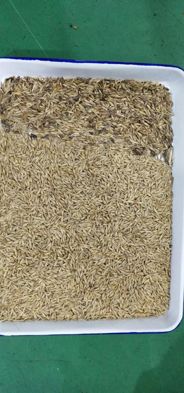 Buchweizen-Farbsortierer-Hafer-Weizen-Farbsortierer-Quinoa-Farbsortierende Maschine
