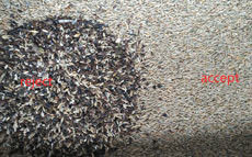 Kanäle Wenyao Color Sorter 1 Rutsche64 für Rye-Samen