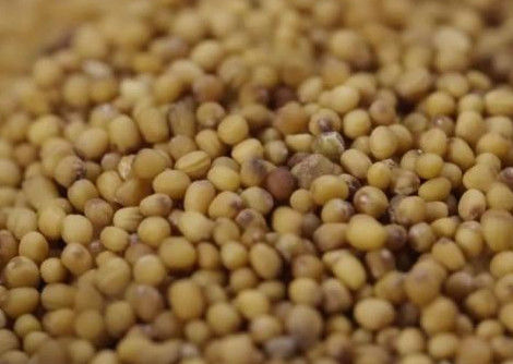 WENYAO High Precision Wheat Corn-Korn-Sortierer-Maschine mit der Spitzenkapazität