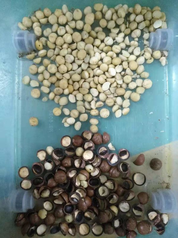 CCD-Farbsortierer für Mandeln/Erdnuss-Macadamia/Pekannuss-Pistazie