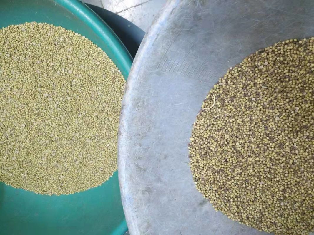 Mini Seed Colour Grading Machine Veget/Weizen/Quinoa/Lotus Seed Color Sorter Price