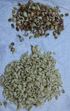 CCD-Kamera Optische Knoblauchfarbsortierung Schälen Knoblauch Entfernen Fleckenmaschine Walnuss Knoblauch Kirsche Kaffee Farb Sortiermaschine mit CE