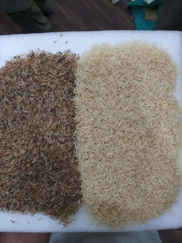 Schachtel-Reiß- und Paddy-Separator-Maschine Hochrangige KI-Selbstlernfunktion Farbsorter