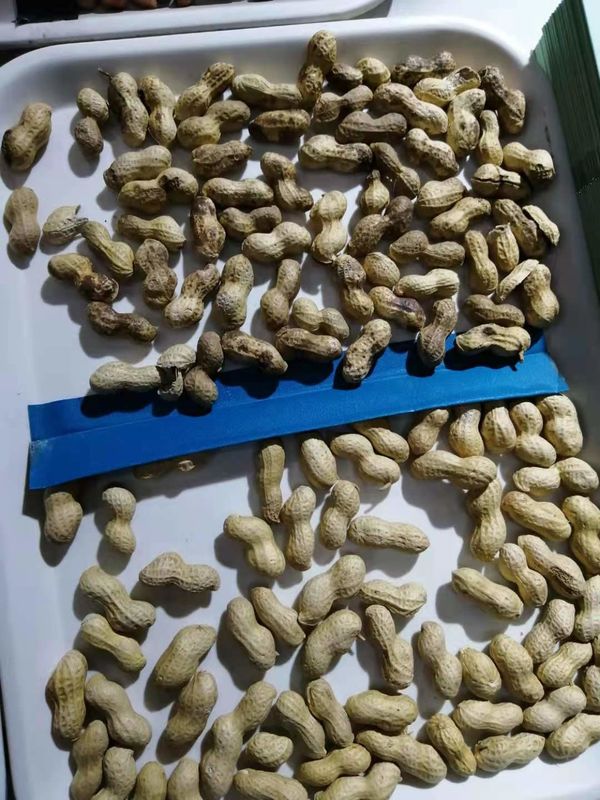 Mini Belt Type Horizontal Nuts-Farbsortierer von China