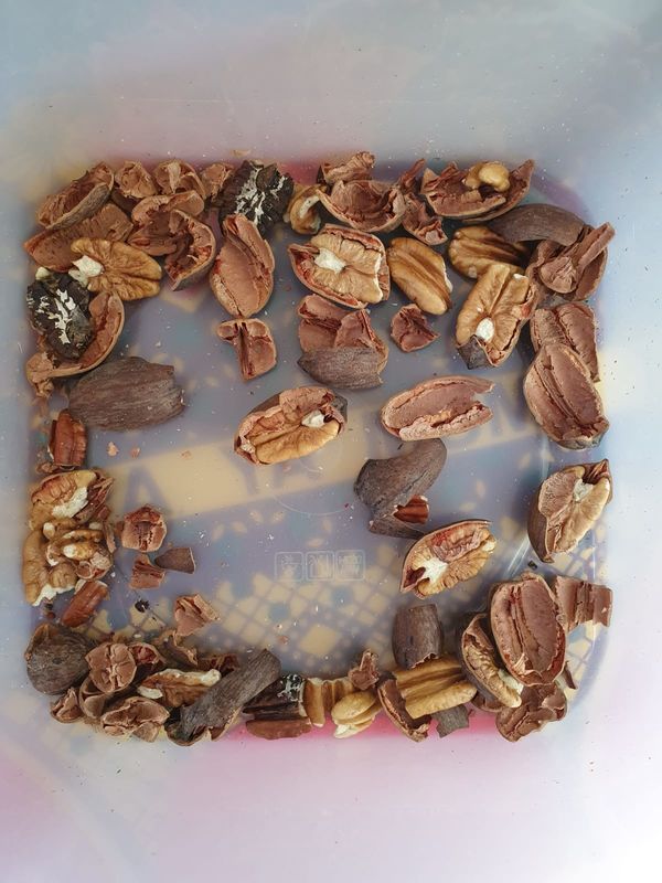 Mini Belt Type Horizontal Nuts-Farbsortierer von China