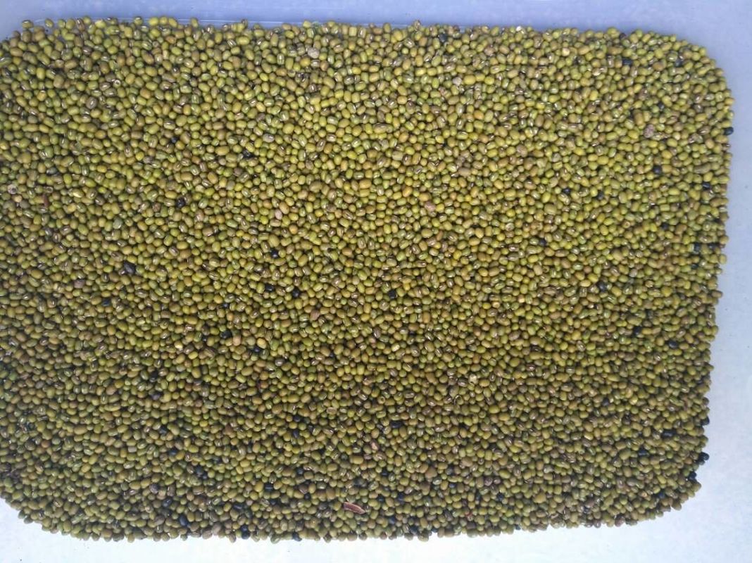 Intelligente grüne Bean Colour Machine Beans Ccd-Farbsortierer-Maschine