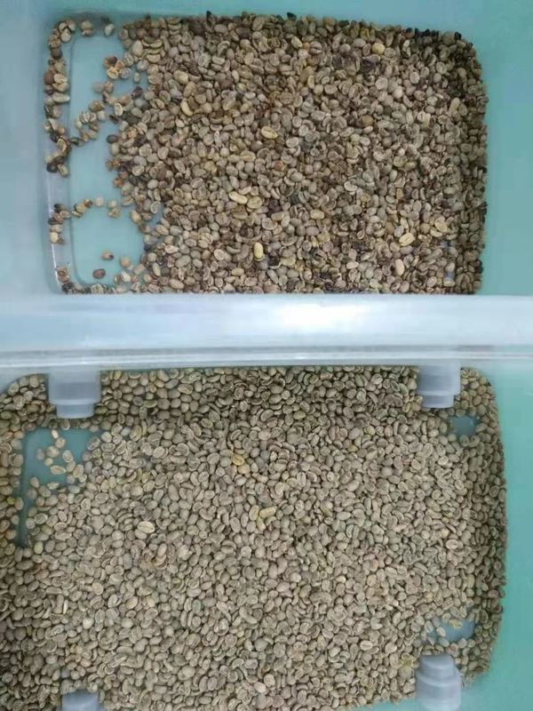 2 T/H Kaffeebohnen-Farbsorter mit intelligenter Bildverarbeitung