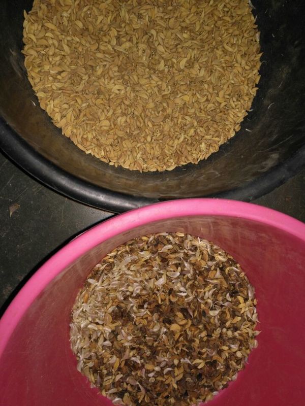 CCD-Kamera Optische Knoblauchfarbsortierung Schälen Knoblauch Entfernen Fleckenmaschine Walnuss Knoblauch Kirsche Kaffee Farb Sortiermaschine mit CE