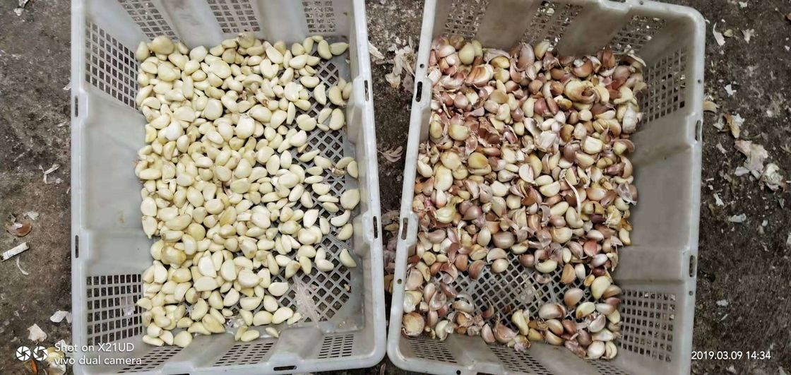 Neuer Entwurf optischer Knoblauch-Farbsortierer-Hersteller Multifunction Color Sorting CCDs kleiner