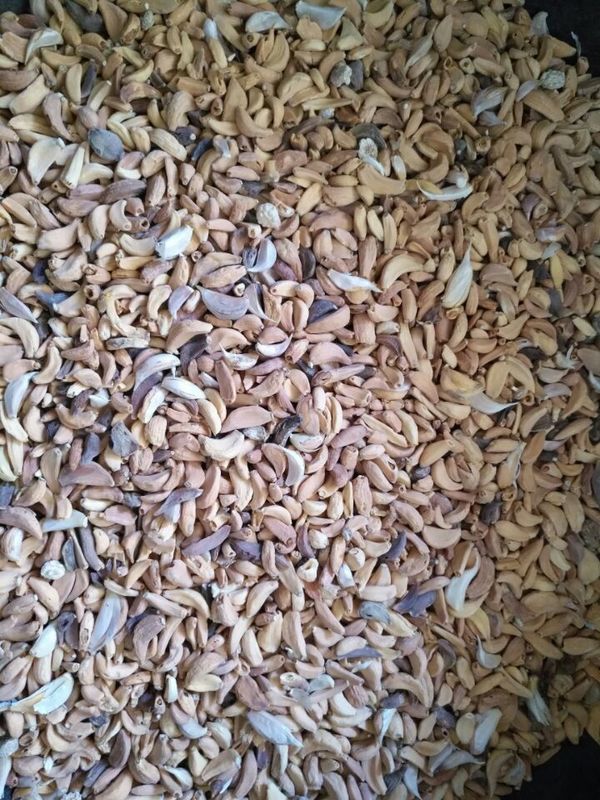 Neuer Entwurf optischer Knoblauch-Farbsortierer-Hersteller Multifunction Color Sorting CCDs kleiner
