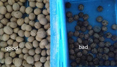 Walnuss-Shell Separator Walnut Color Sorting-Maschinen-Walnuss-Verarbeitungs-Ausrüstungs-Walnuss-Farbsortierer