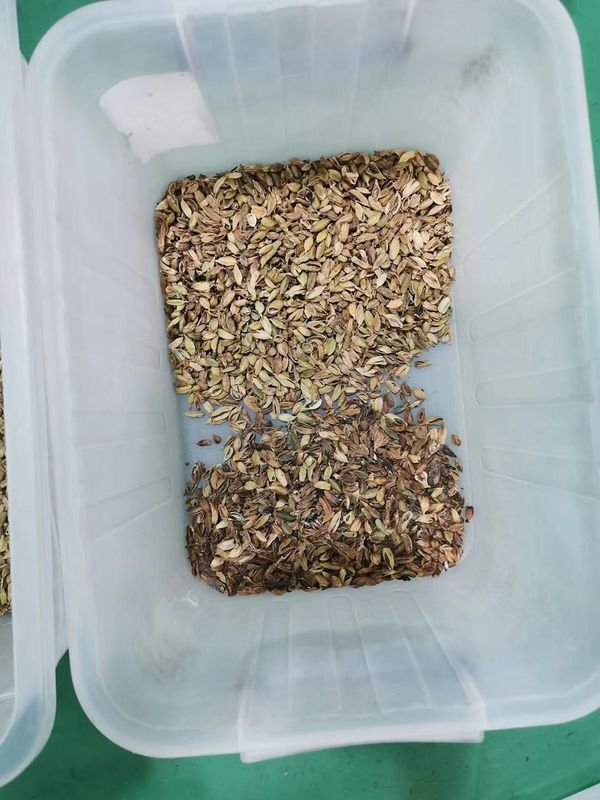 Landwirtschaftliche Ausrüstungs-Kardamom-Farbsortierer-Maschine /Cardamom, das Maschine trennt