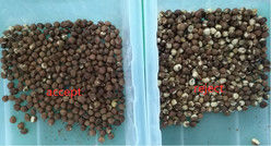 2025 Warmverkauf Fabrikpreis CCD Nussfarbsorter Macadamia-Nuss-Trennungsanlage mit CE
