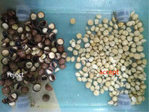Macadamia-Nuss-Farbsortierer-Macadamia-Trennzeichen-Macadamia-Nuss, die Sortiermaschine sortiert