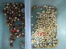 Macadamia-Nuss-Farbsortierer-Macadamia-Trennzeichen-Macadamia-Nuss, die Sortiermaschine sortiert