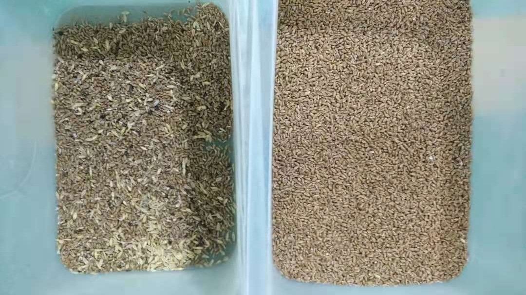240V 54 Million Pixel-Weizen-Farbsortierer, Digital-Weizen-Sortierer-Maschine