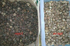 2025 Warmverkauf Fabrikpreis CCD Nussfarbsorter Macadamia-Nuss-Trennungsanlage mit CE